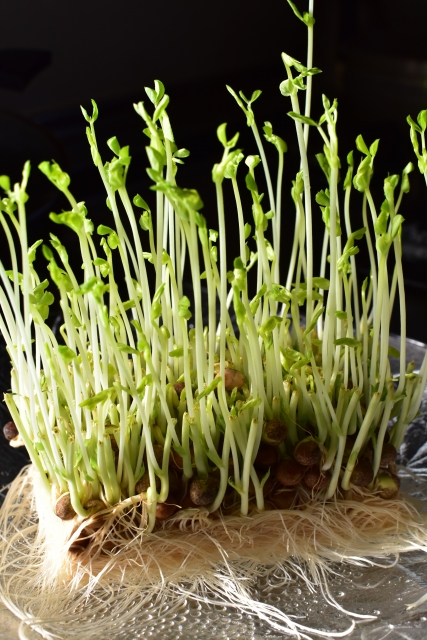 Fabshop Garden 豆苗