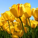 tulips-624×468