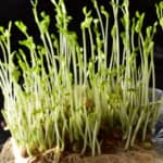 Fabshop Garden 豆苗