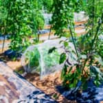 Fabshop Garden