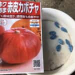 kabocha-tane