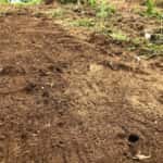 kabocha-tsuchidukuri-2