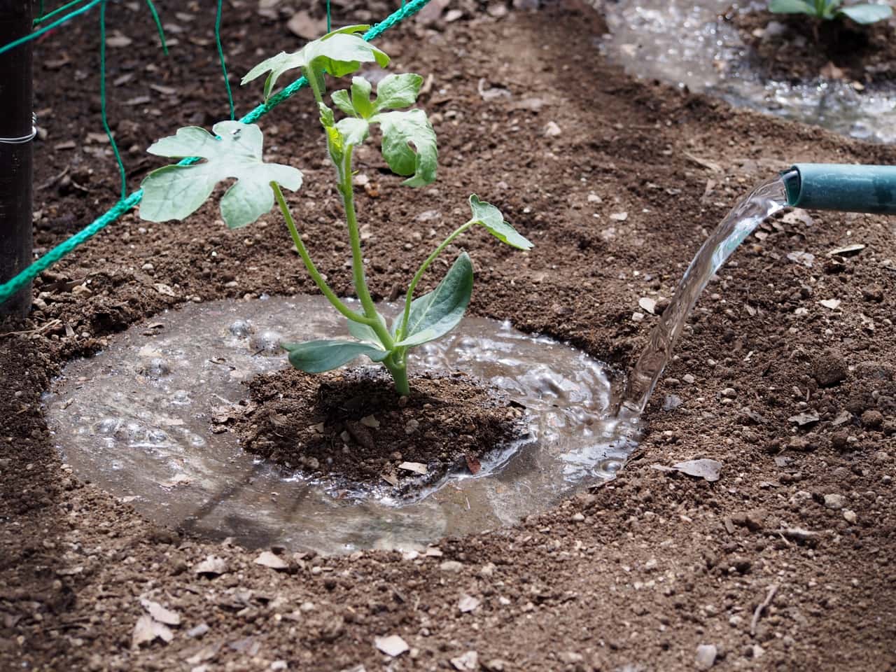 スイカの鞍つき畝