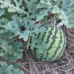 watermelon_image01