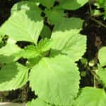 shiso_1