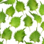 shiso_eyecatch