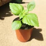 shiso_nae