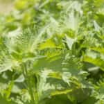 shiso_syuukaku