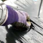 shogoin-uetsuke-3